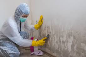 Best Emergency Mold Remediation in Yarrow Point, WA